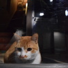 猫年もあればいいのににゃ