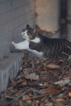 おはよう