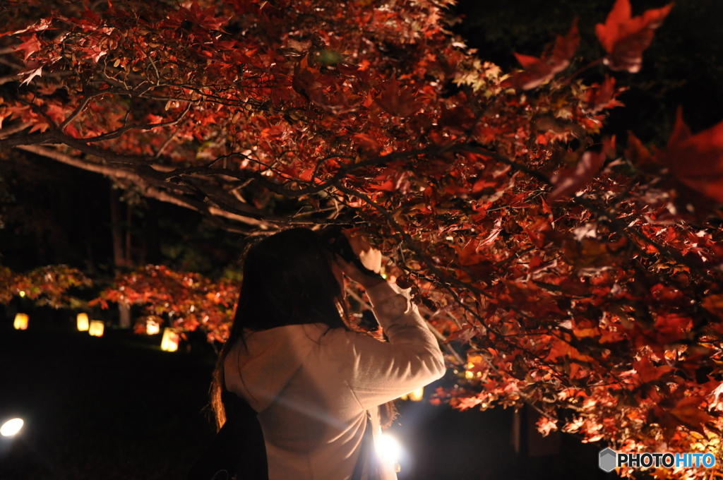 紅葉を撮す