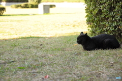 日向ぼっこ