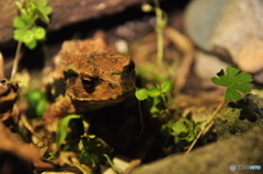 アズマヒキガエル2