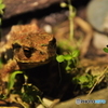 アズマヒキガエル2