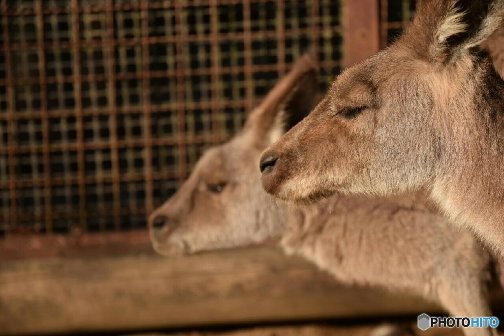 カンガルー