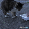 餌待ち中...