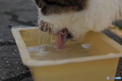 食後の水分補給