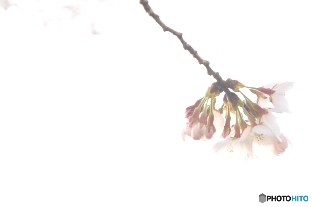 一枝の桜