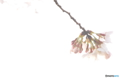 一枝の桜