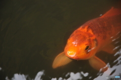 鯉