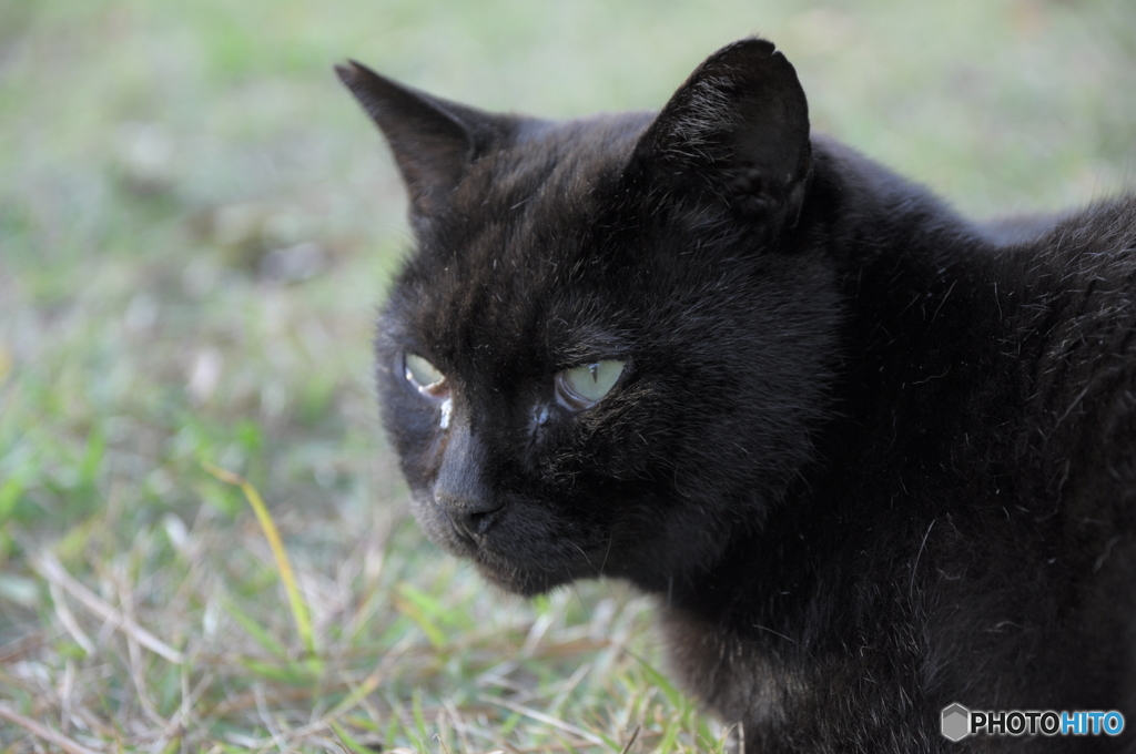 黒猫