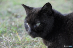 黒猫
