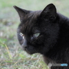 黒猫
