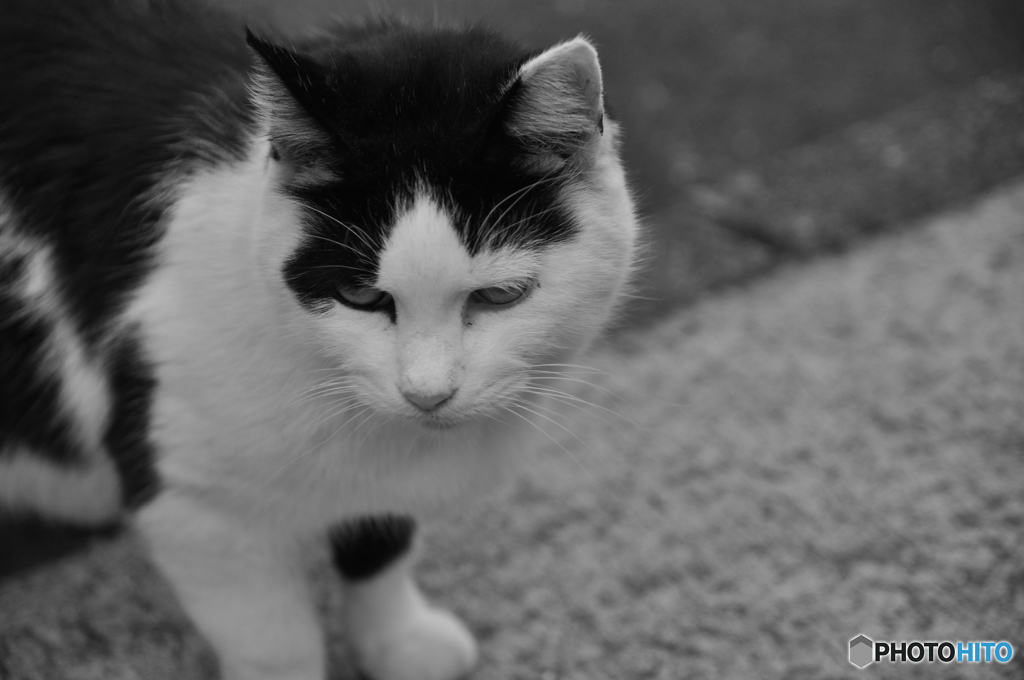 谷中の猫。