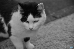 谷中の猫。
