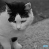 谷中の猫。