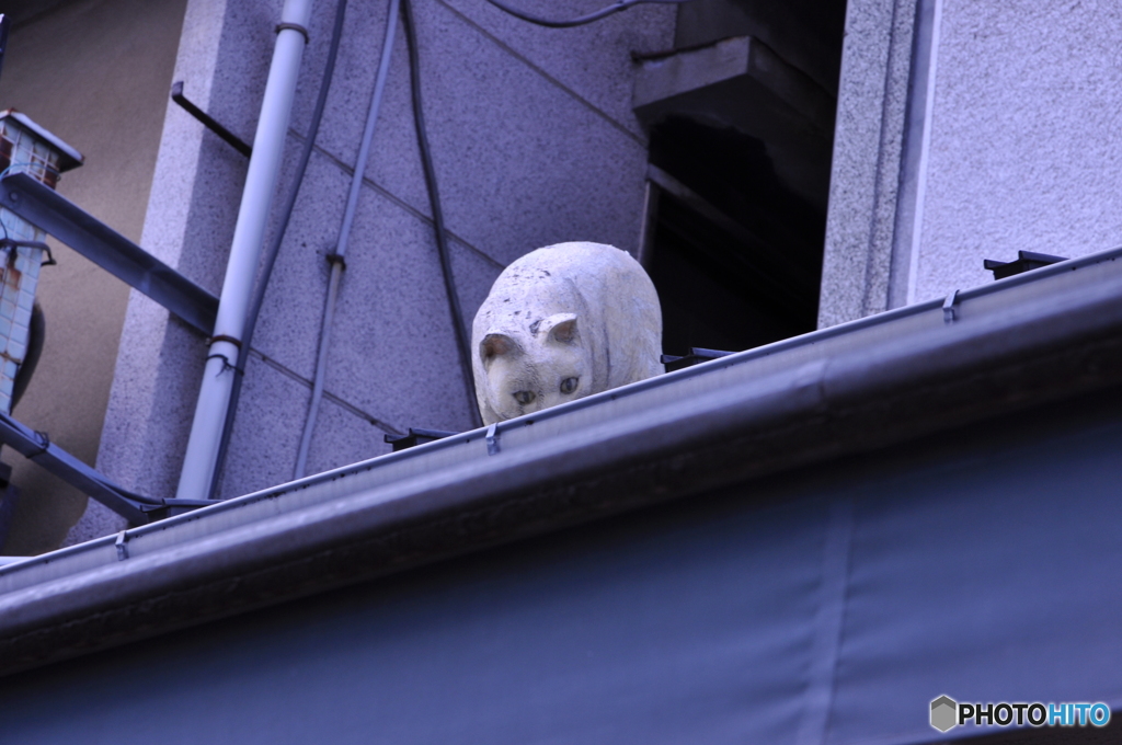 谷中銀座の屋根の上にいる猫