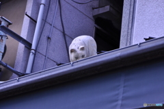 谷中銀座の屋根の上にいる猫