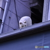 谷中銀座の屋根の上にいる猫