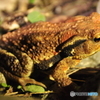 アズマヒキガエル