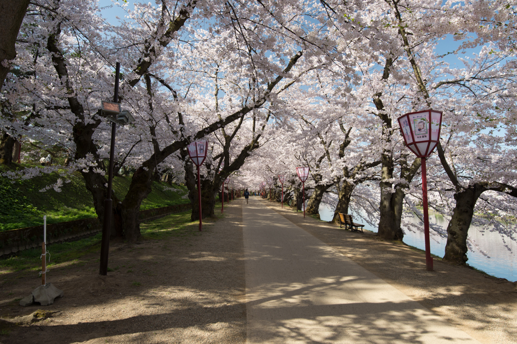 桜のトンネル