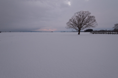 雪原