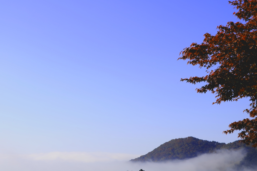 朝霧