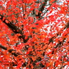 モミジの紅にはまけるが・・・・