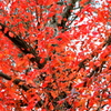 モミジの紅にはまけるが・・・・