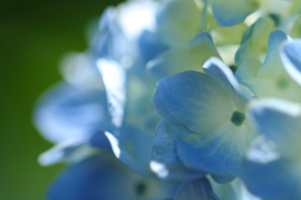 紫陽花