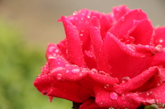 薔薇