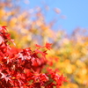 秋晴れの紅葉