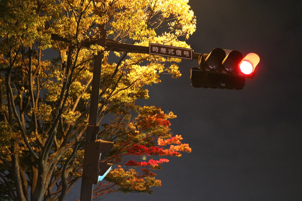 会社帰りの紅葉