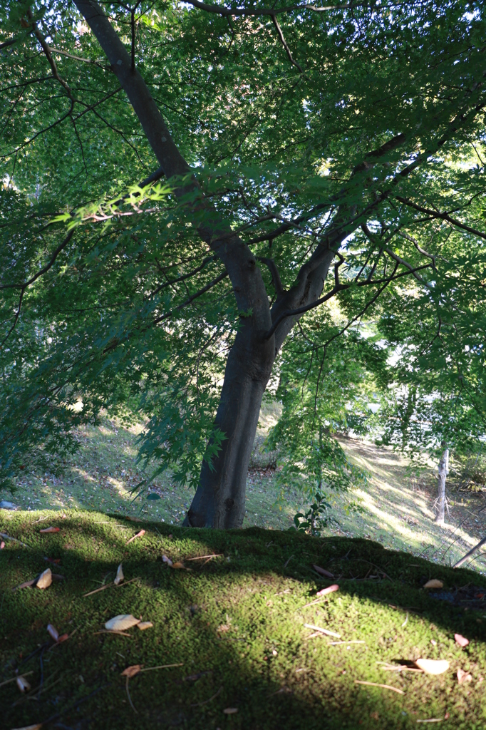 朝の公園