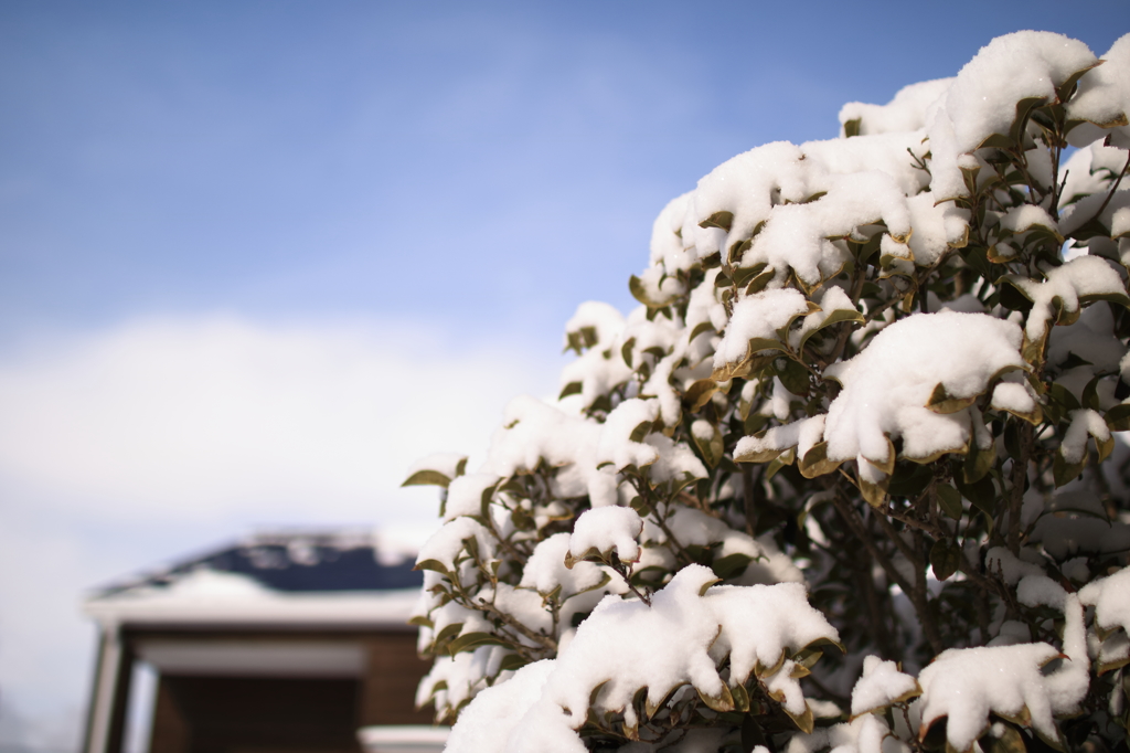 週末は雪