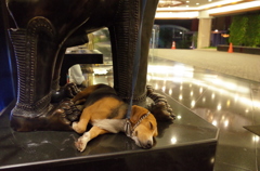 某ホテルの番犬