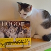 うちの猫になりなよ！