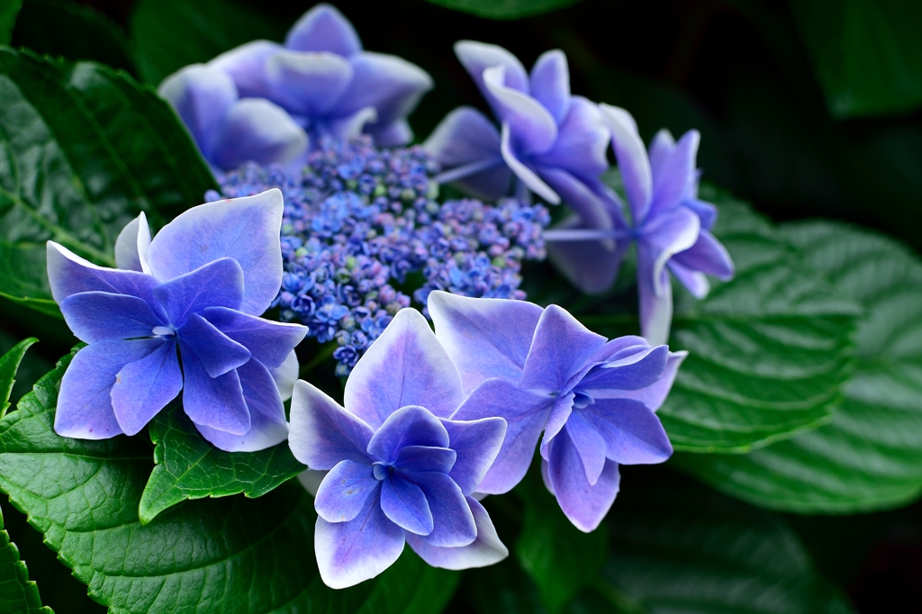 梅雨時のメリーゴーランド