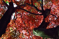 紅葉の屋根