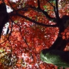紅葉の屋根