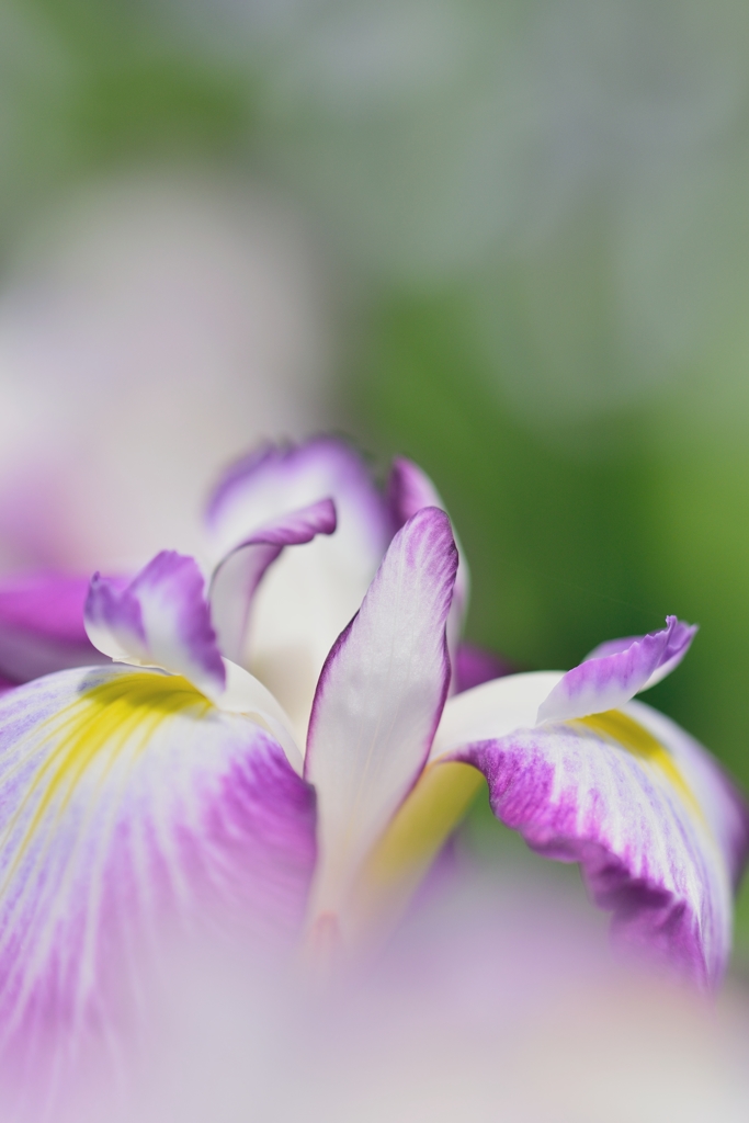 HANASYOBU -gradation 1st-