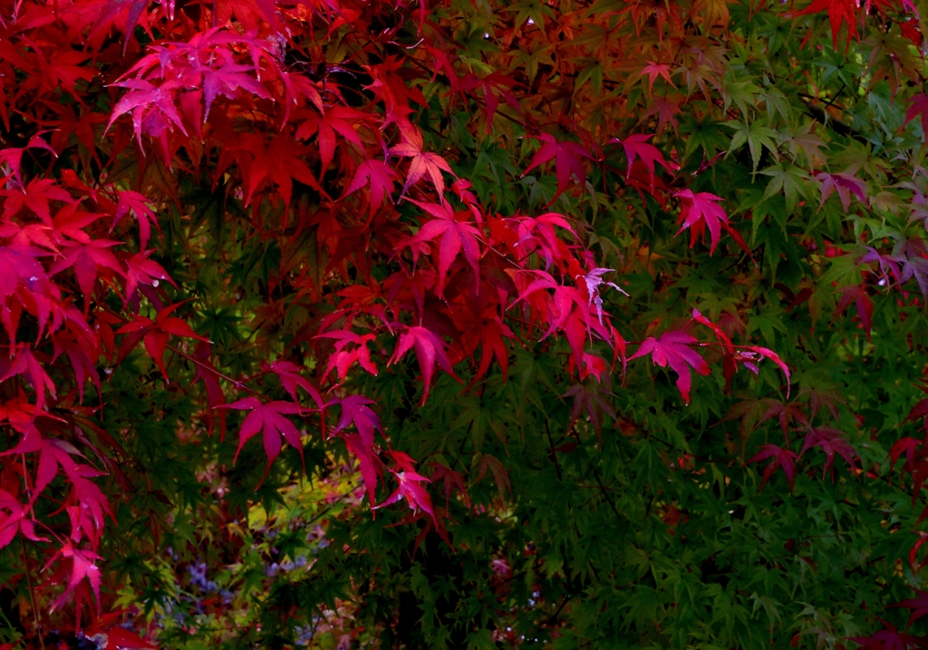 Red and green