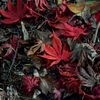 地上の紅葉