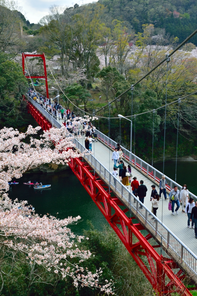 笠岩橋と桜 -1st-