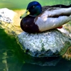 mallard