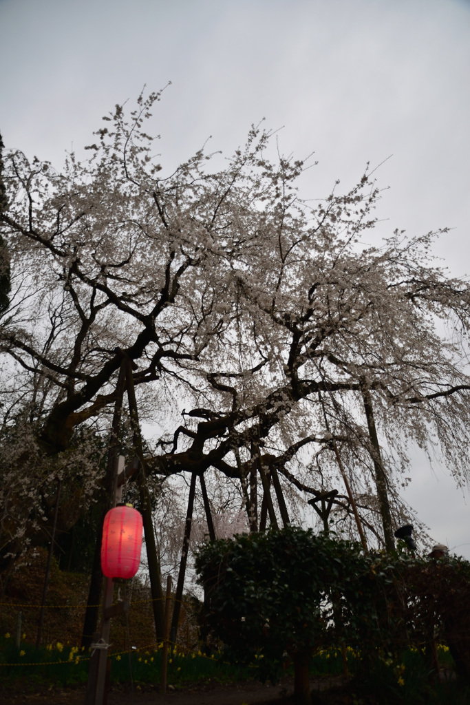 奥山田のしだれ桜 part2