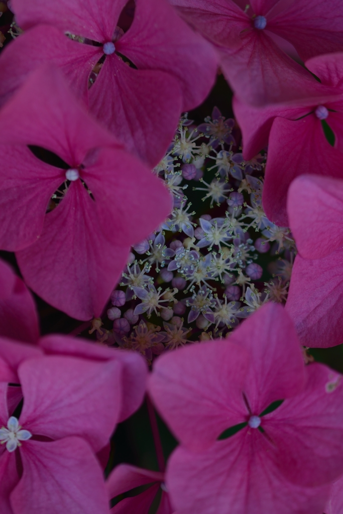 秘密の花園