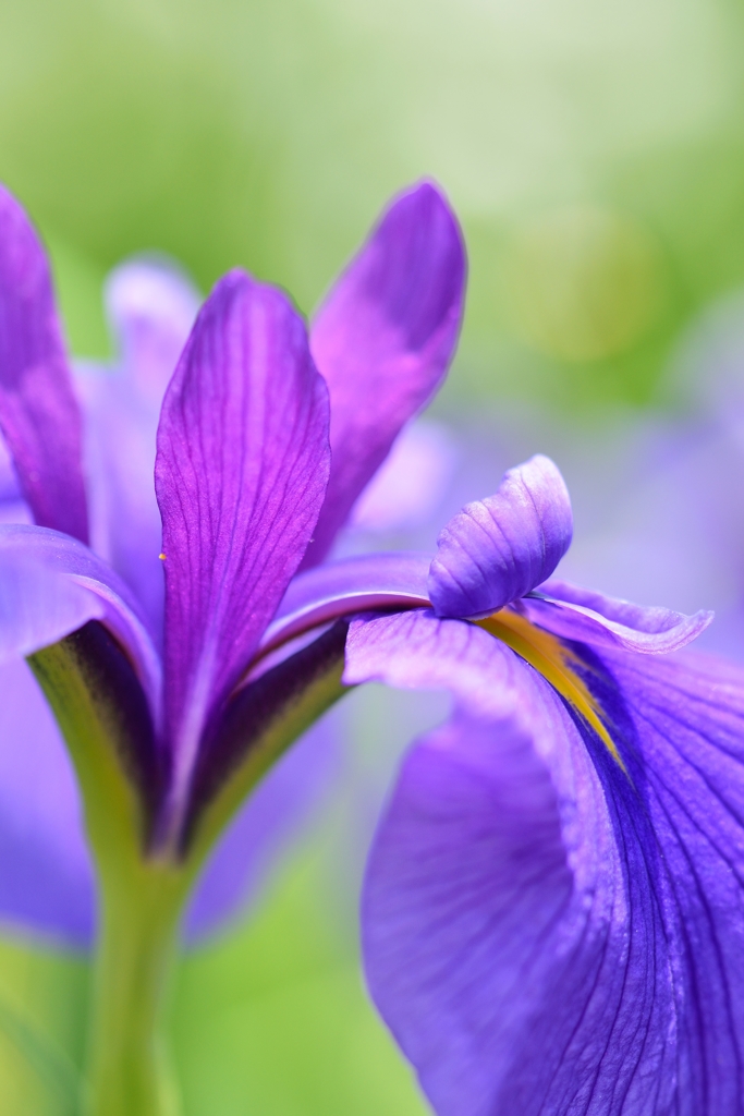 HANASYOBU -Purple 4th-