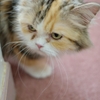 忍び足
