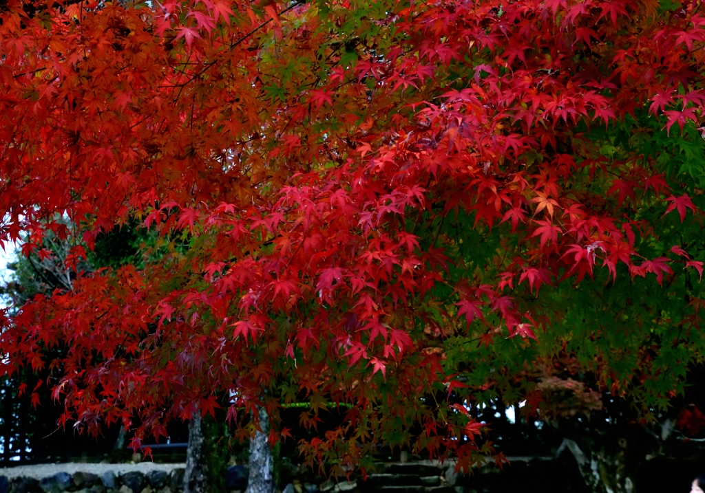 Red and green 2