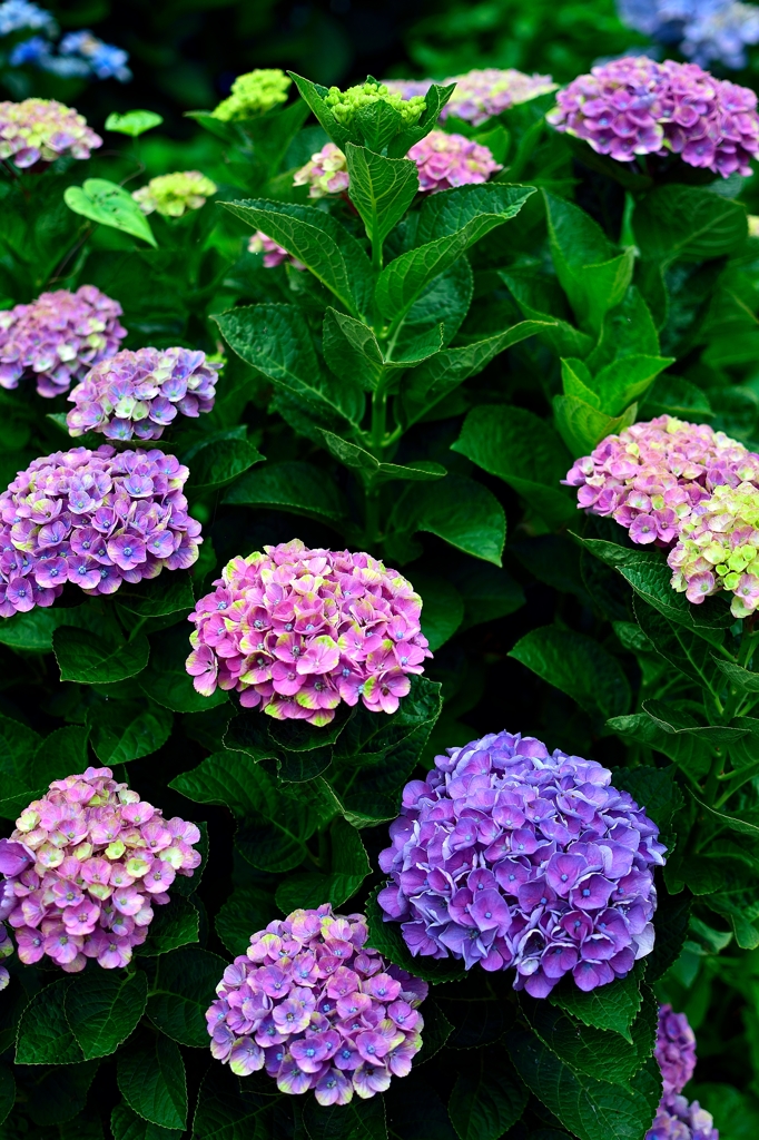 梅雨時の打ち上げ花火