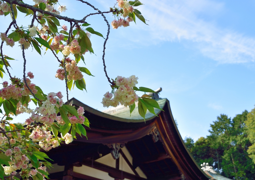 上地八幡宮と鬱金桜